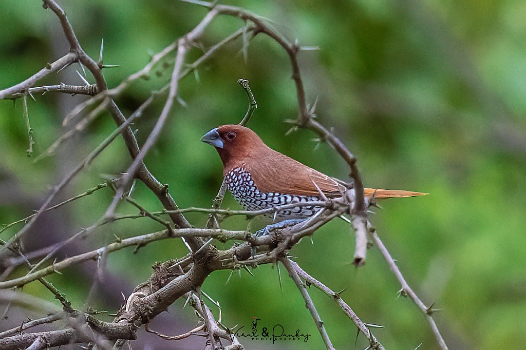 Scaly-breasted Munia
